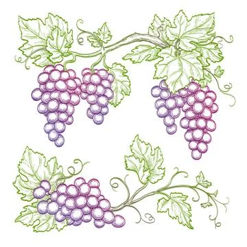 Hand drawn grape branches Stock Illustration