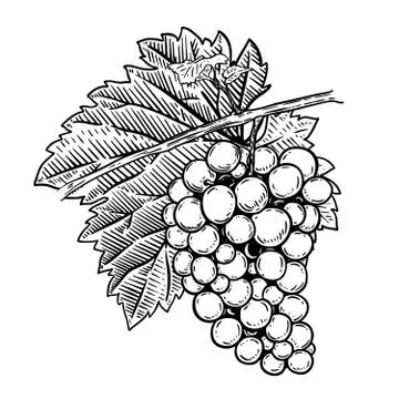 Hand drawn grape illustration. Design elements for poster, menu, banner, menu Stockillustratie