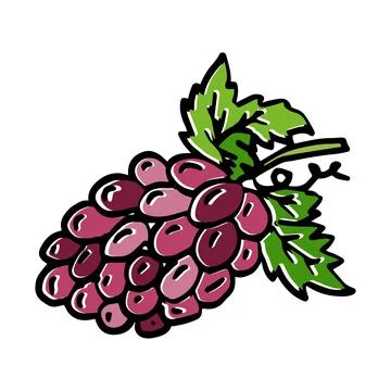 Hand drawn Grape isolated on white background. vector illustration. Stock Illustration