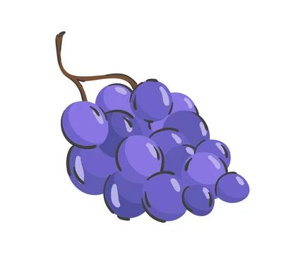 Hand drawn grape isolated on a white background. Vector illustration. Color.. Stock Illustration