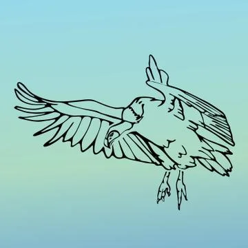 Hand-drawn graphics, bird predator, bird of prey Stock Illustration