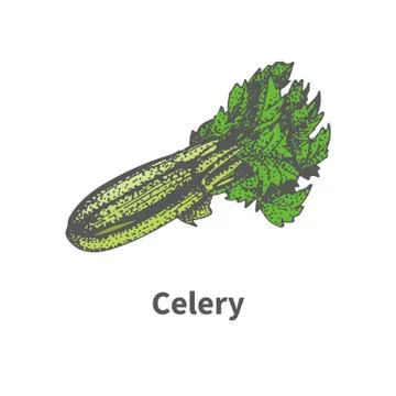 Hand-drawn green bunch of celery stalks Stock Illustration
