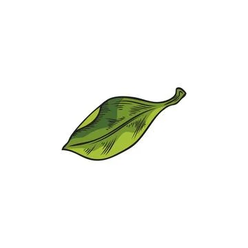 Hand drawn green leaf of acai plant sketch style, vector illustration Stock Illustration