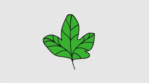 Hand Drawn Green Leaf Cluster 2D Animation Transparent Background Cartoon Doodle Видео 334608916