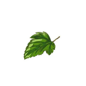 Hand drawn green leaf, colored sketch vector illustration isolated on white Stock Illustration