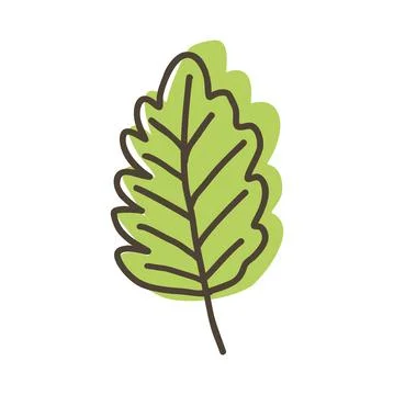 Hand drawn green leaf doodle vector icon isolated on white background Stock Illustration