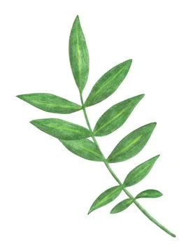 Hand Drawn Green Leaf Isolated on White Background. Stock Illustration