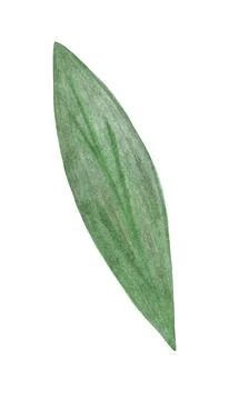 Hand Drawn Green Leaf Isolated on White Background. Stock Illustration