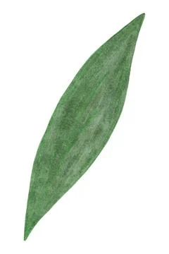 Hand Drawn Green Leaf Isolated on White Background. Stock Illustration
