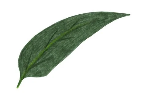 Hand Drawn Green Leaf Isolated on White Background. Stock Illustration