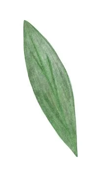 Hand Drawn Green Leaf Isolated on White Background. Stock Illustration