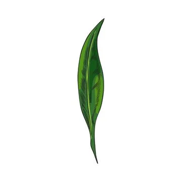 Hand drawn green leaf, sketch vector illustration isolated on white background. Illustrazione stock