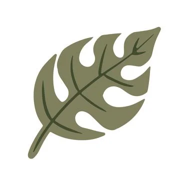 Hand drawn green monstera leaf isolated cut out from white background Stock Illustration