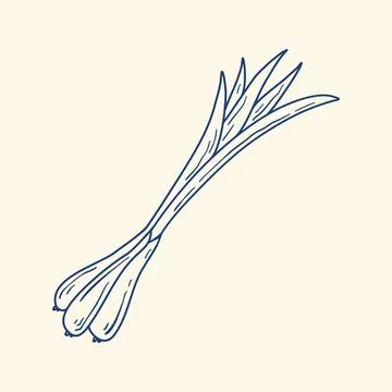 Hand drawn green onions vector graphics Ilustração Stock