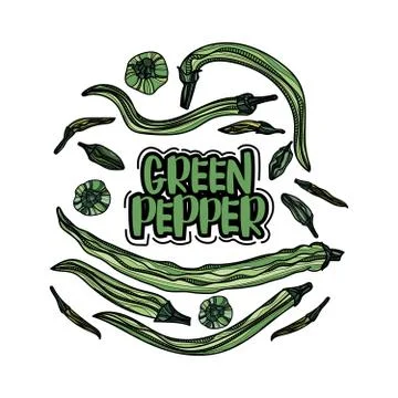Hand drawn green pepper vector illustration. Stock Illustration