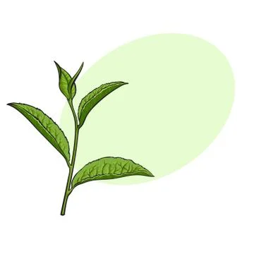 Hand drawn green tea leaf, side view sketch, vector illustration Stock Illustration
