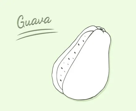 Hand-drawn guava fruit cut in half. Delicious tropical vegetarian objects. .. Stock Illustration