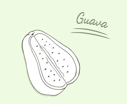 Hand-drawn guava fruit cut in half. Exotic tropical fruit isolated Stock Illustration