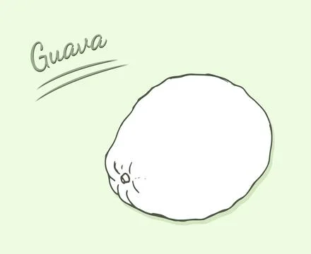 Hand-drawn guava fruit. Exotic tropical fruit isolated Stock Illustration