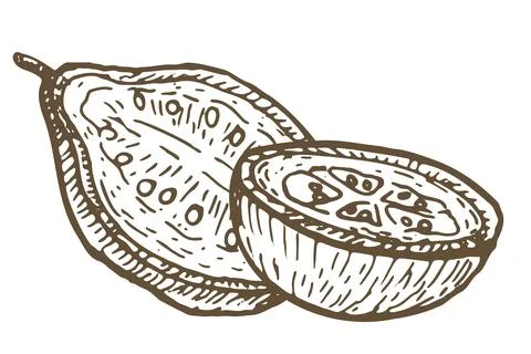 Hand drawn guava fruit slice, half vector illustration isolated. Illustration