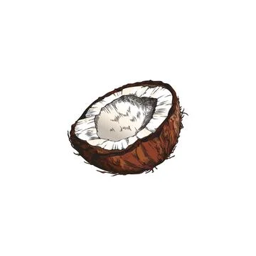 Hand drawn half of coconuts sketch style, vector illustration Stock Illustration