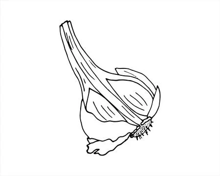 Hand drawn half head of garlic Stock Illustration