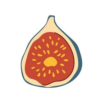 Hand drawn half of purple fig fruit with seeds vector illustration Stock Illustration