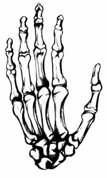 Hand drawn hand bones Stock Illustration