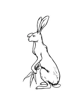Hand drawn hare Illustrazione stock