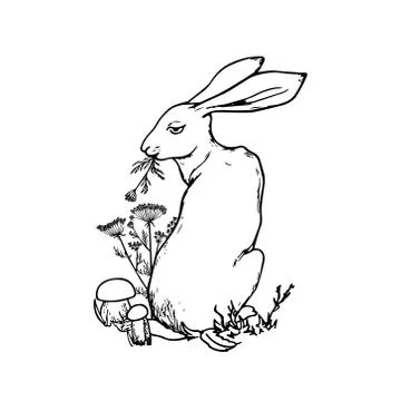 Hand drawn hare Illustrazione stock