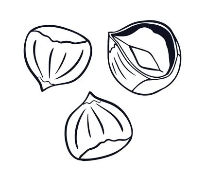 Hand drawn hazelnut line art vector illustration Stock Illustration