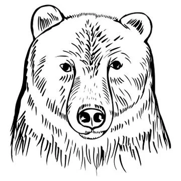 Hand drawn head of bear. Vector sketch  illustration. Stock Illustration
