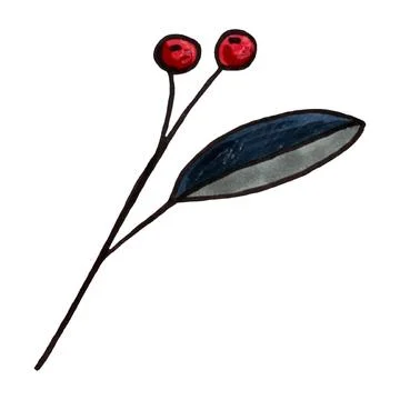 Hand drawn holly berries Stock Illustration