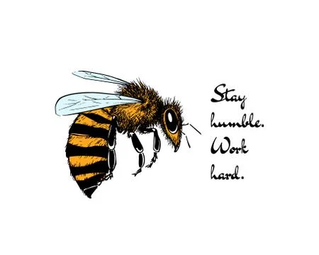 Hand drawn honey bee Stock Illustration