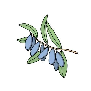 Hand drawn honeysuckle Stock Illustration