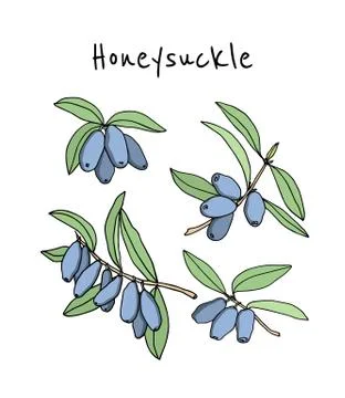 Hand drawn honeysuckle Stock Illustration