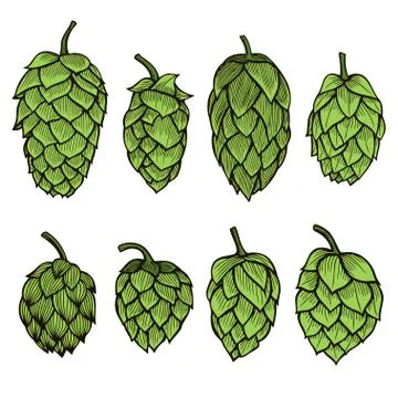 Hand drawn Hops set イラスト素材