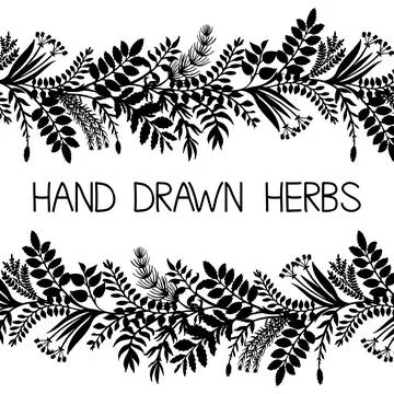 Hand drawn horizontal border of herbs and plants, vector illustration. Stock Illustration