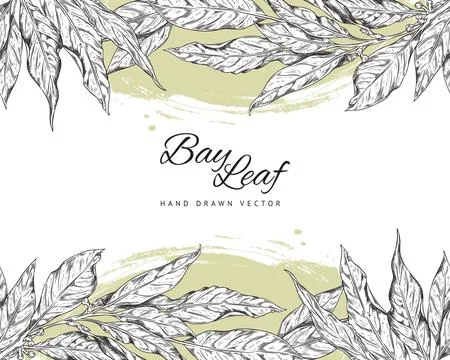 Hand drawn horizontal seamless borders with bay leaves sketch style Stock Illustration