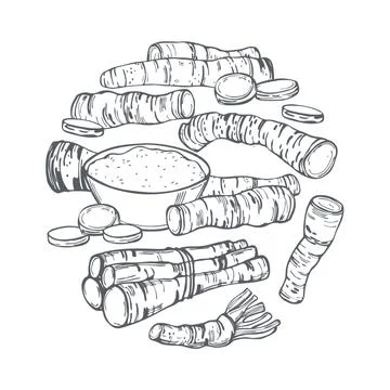 Hand drawn horseradish in a circle. Vector sketch  illustration. Stock Illustration