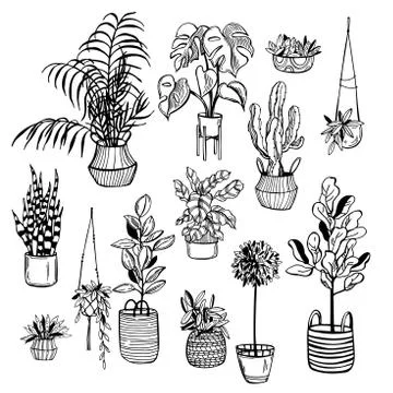 Hand drawn house plants. Vector sketch  illustration. Stock Illustration