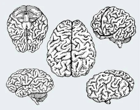Hand drawn human brains. Vector illustration. Ilustración de archivo