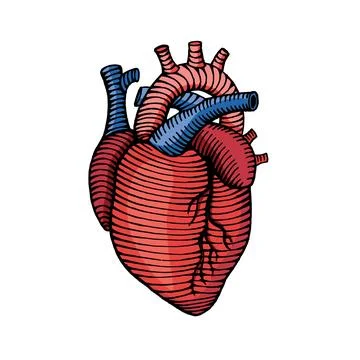 Hand drawn human heart drawing illustration with colors engraved style Stock Illustration