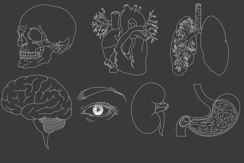 Hand drawn human organs Stock Illustration