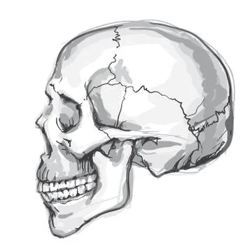 Hand drawn human skull Stock Illustration