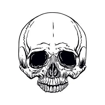 Hand drawn human skull Stock Illustration