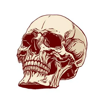 Hand drawn human skull Illustrazione stock