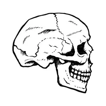 Hand-drawn human skull from the side Ilustración de archivo