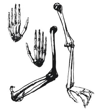 Hand drawn humerus, ulna and hand bones Stock Illustration