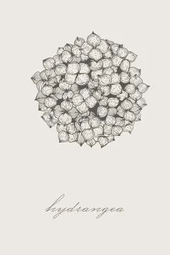 Hand-drawn hydrangea, vector illustration in vintage style. Stock Illustration